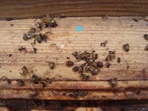 Døde bier