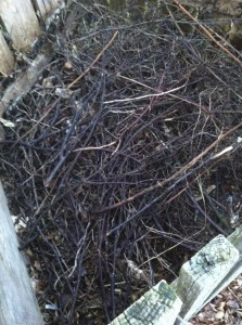 Hasselkviste på kompostbunken