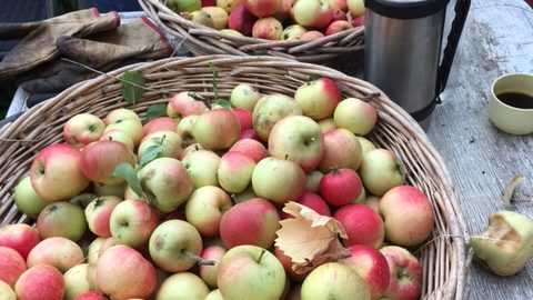 MacIntosh-æbler i kurve