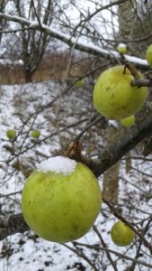 Æbler med sne